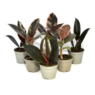 6 Large Leaf Fig Trees